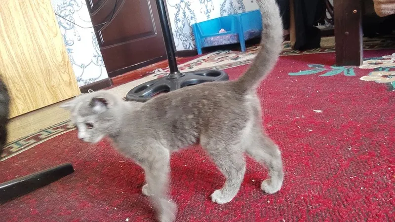 Котенок скотиш фолд 1 Котенок скотиш фолд 1