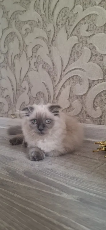 Продаётся Породистая кошечка — фото 1