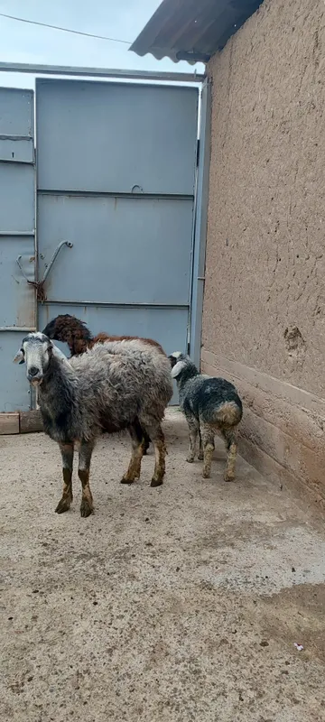 Ona bola qoʻylar sotiladi