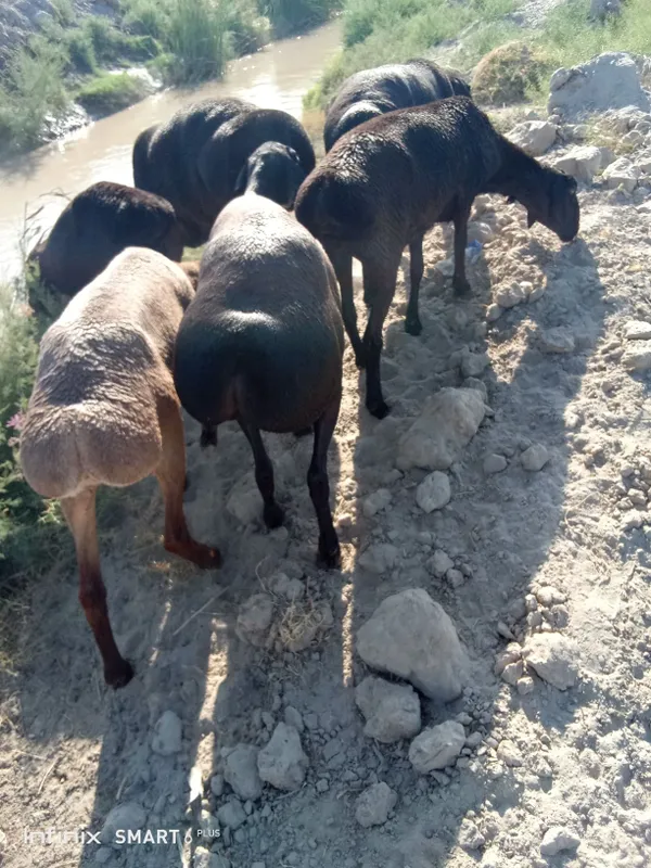 Gibrid sovliq sotiladi 2 Gibrid sovliq sotiladi 2