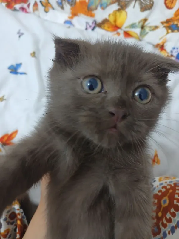 Scottish fold mushuk sotiladi 1 Scottish fold mushuk sotiladi 1