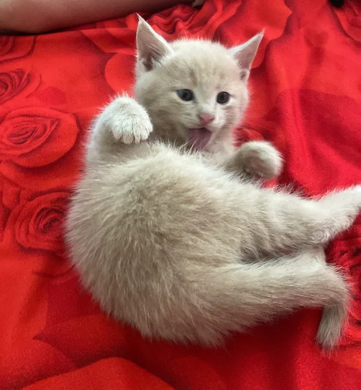 Котёнок.             Сдам в хорошие руки 4