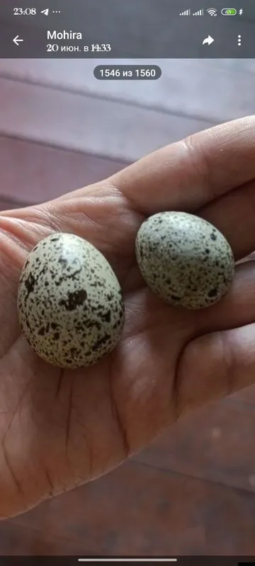Uy sharoitida yetishtirilgan bedana tuxumlari 2