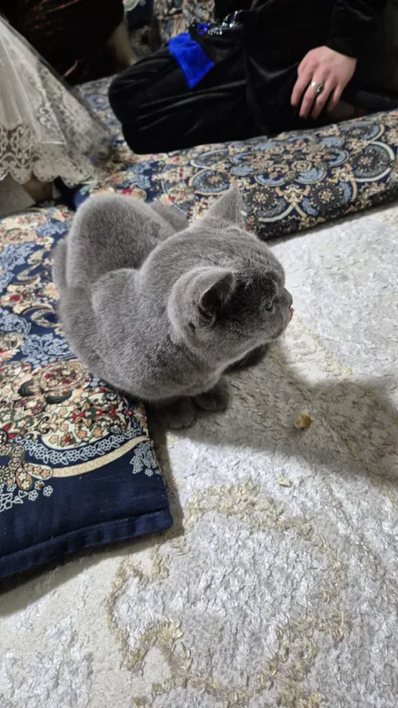 Кот два с половиной года — фото 1