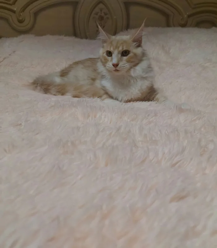 продаются Мейн-куны от 600$ до 1900$ 6 продаются Мейн-куны от 600$ до 1900$ 6