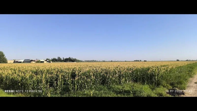 Silos chorva mollari uchun 3 Silos chorva mollari uchun 3