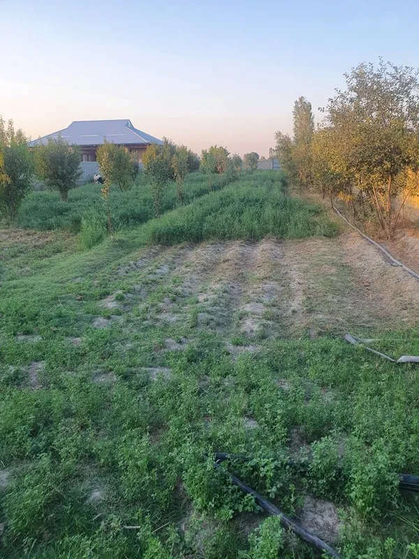Uchaska kadastir bor 1 Uchaska kadastir bor 1