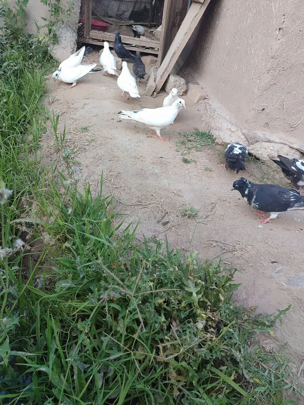 Zotdor harxilisi bor.kelishib beriladi. . 2 Zotdor harxilisi bor.kelishib beriladi. . 2
