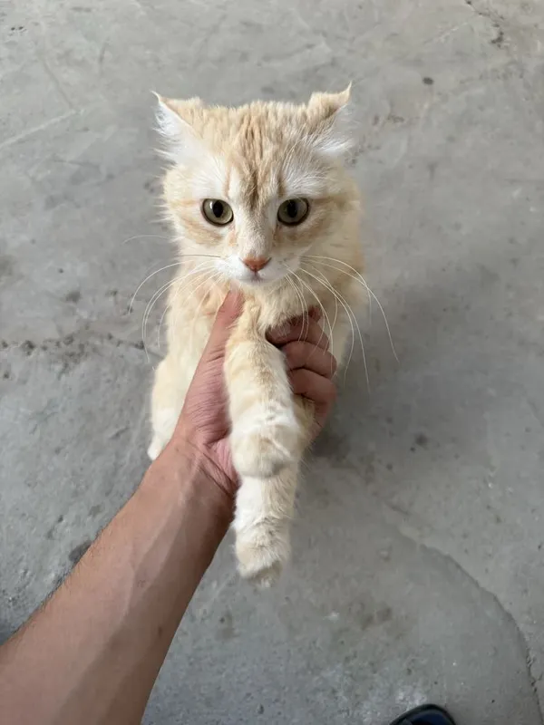 Mushu ona bola bolasi 1 ta zotor mushula 3 Mushu ona bola bolasi 1 ta zotor mushula 3