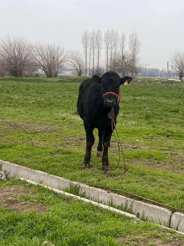 Zoti Angus 8.9 oyli atrofida sog'lom yeb ichishi yaxshii — фото 3