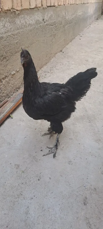 tovuq 3 tovuq 3