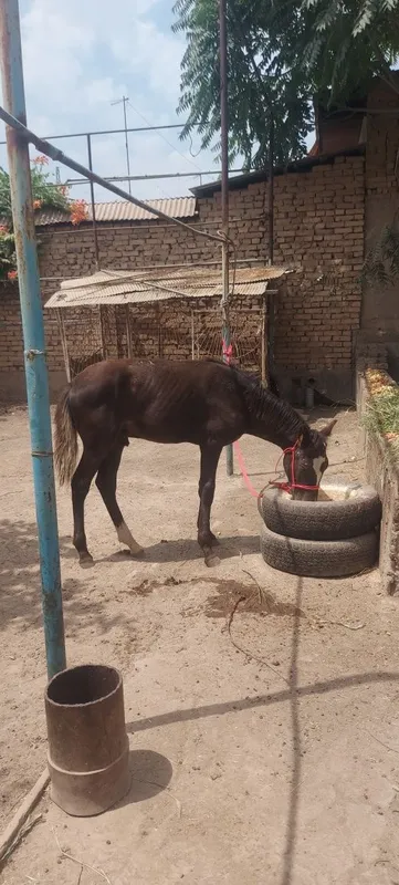 От ургочи 1 та соглом