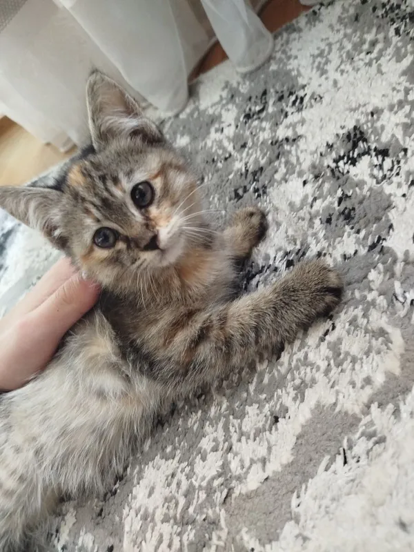 Отдам котенка даром! (Девочка) — фото 2
