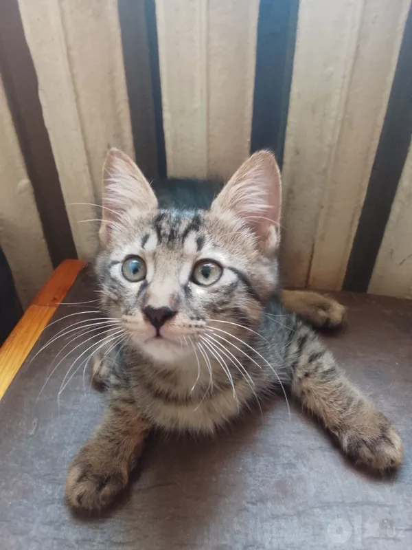 Домашние чистые котята, 2 месяца. 6 Домашние чистые котята, 2 месяца. 6