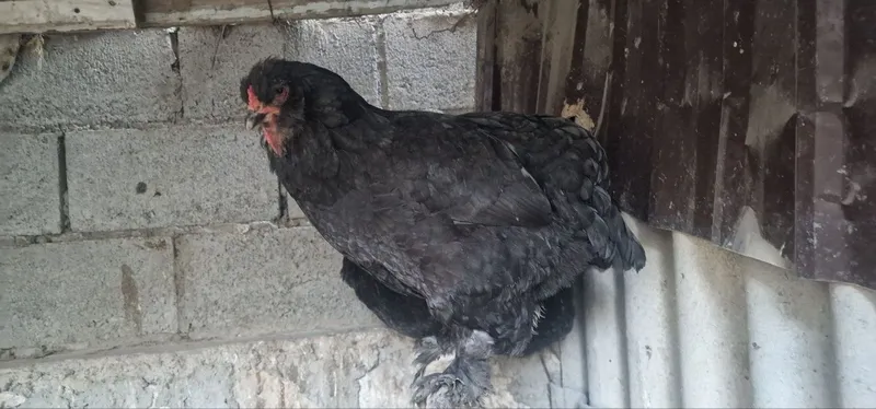 Bramma va jersi xoʻroz tovuqlar sotiladi — фото 4