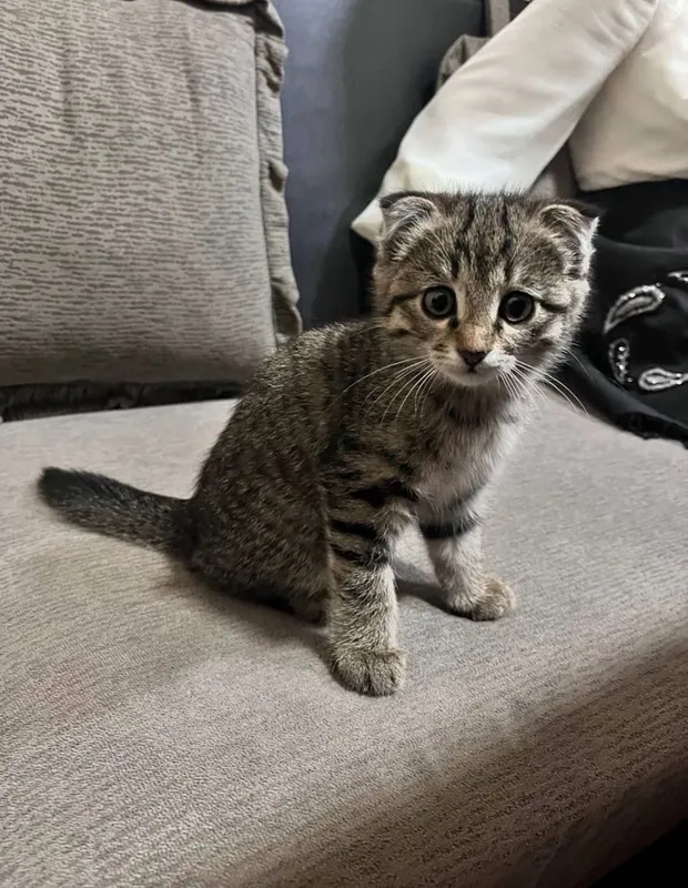Scottish Fold mushugi zoti toza 1.5 oylik — фото 3