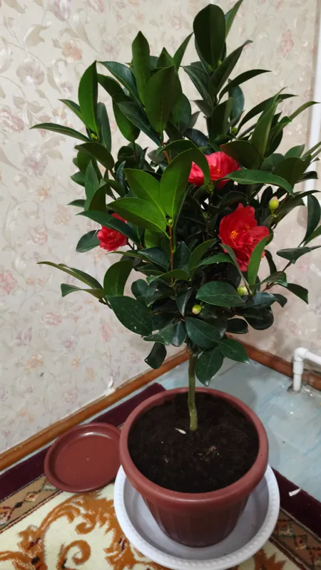 Домашний цветок Камелия, можно посадить в огород.