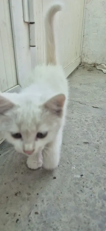 Продаётся котёнок породистый умный чистый 5 Продаётся котёнок породистый умный чистый 5