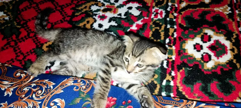 Бенгальские кот с 3