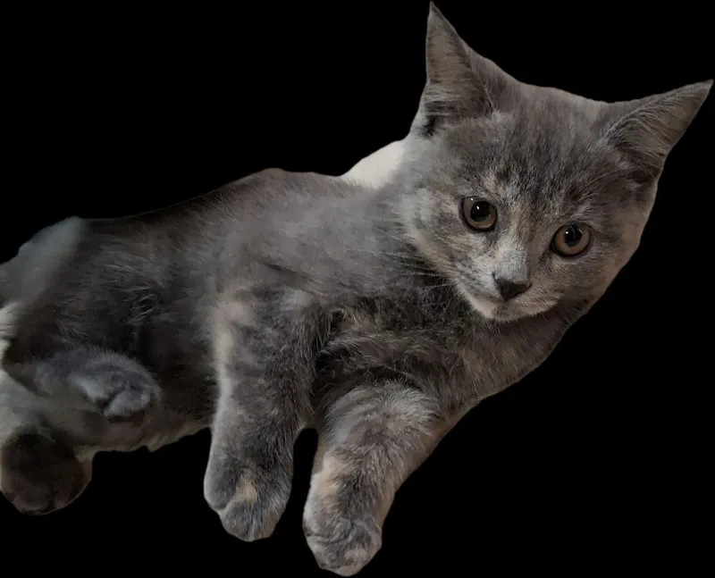 Katya yalangochmi? Yalangoch fotosuratlar.