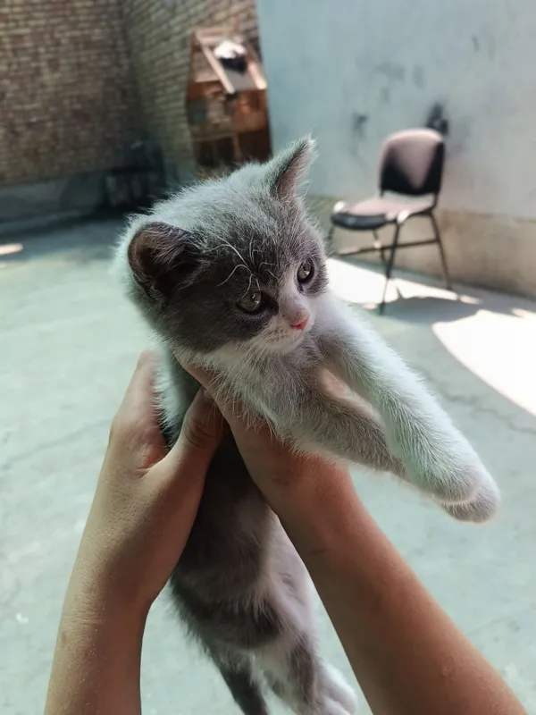 bori bosar