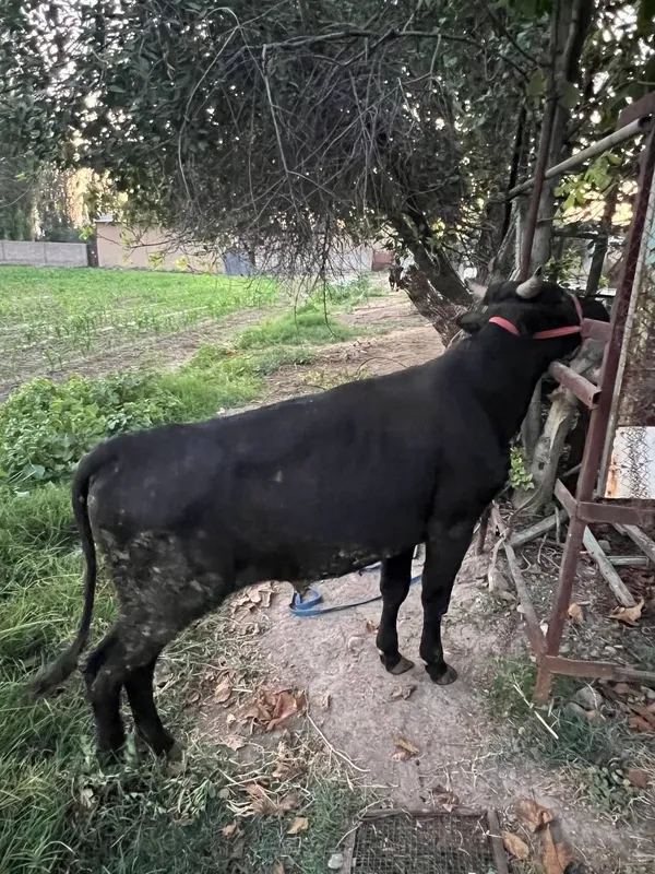 Buqachalar sotiladi soni 2 ta 8