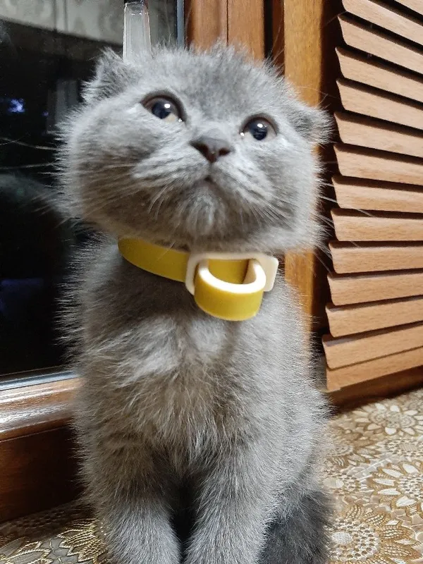 Ўғил скоттиш фолд