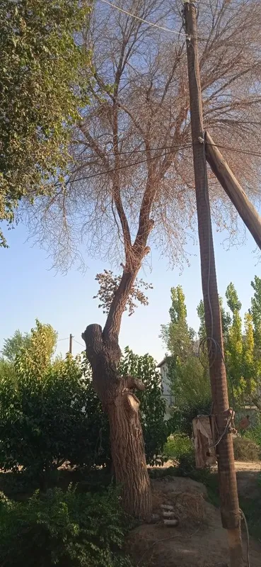 Narvon daraxti sotiladi ! 3 Narvon daraxti sotiladi ! 3