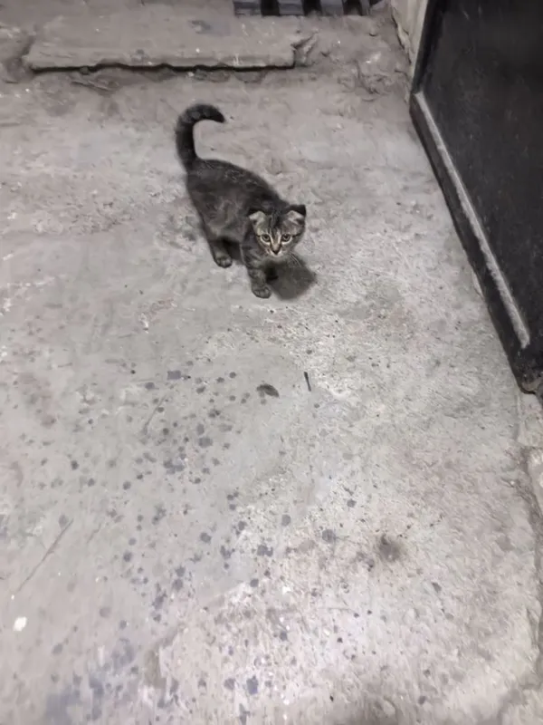 Отдам в добрые руки 2