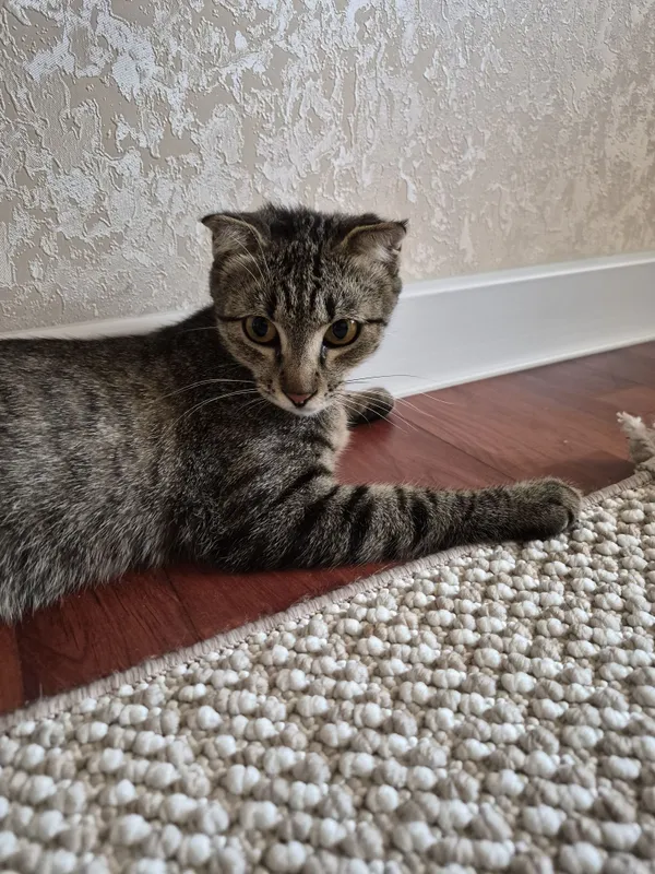 Котенок ищет своих мам и пап 4 Котенок ищет своих мам и пап 4