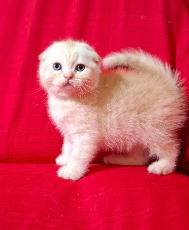 Срочно шотландские котята!