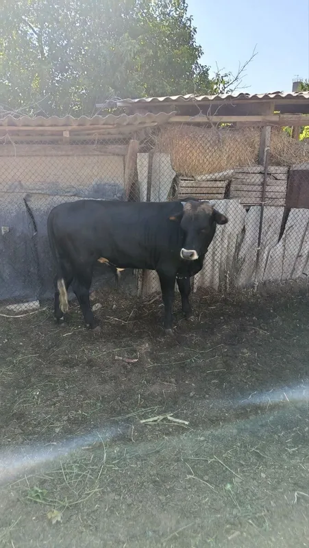 Бычки продаются!!! 4 Бычки продаются!!! 4
