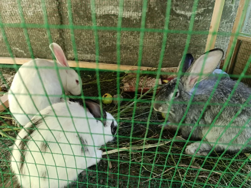 Quyonlar sotiladi bugʻoz 5