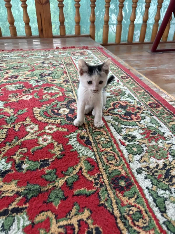 Mushuklar hadiyaga 3