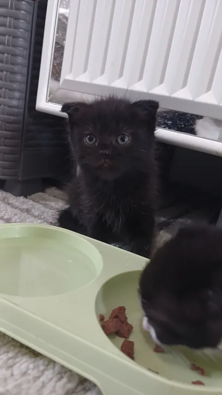 Продаются котята 4