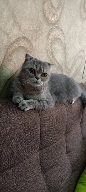 Скоттиш фолд кошка