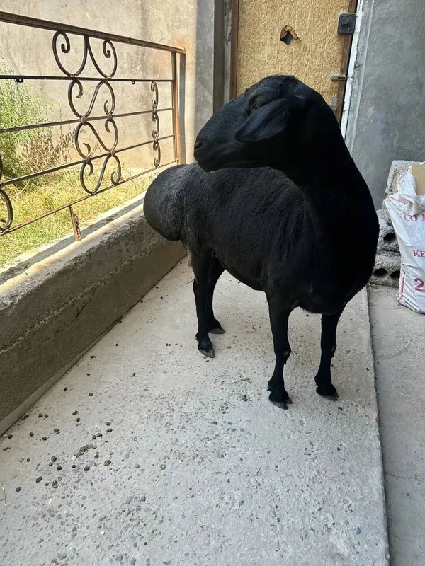 Solu sotiladi boʻgʻoz yetu 1 Solu sotiladi boʻgʻoz yetu 1