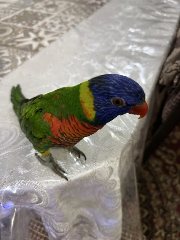 Лорикет , Loriket