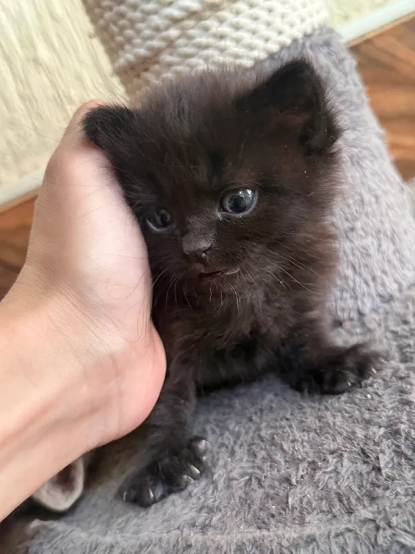 Шотландский котёнок мальчик 4