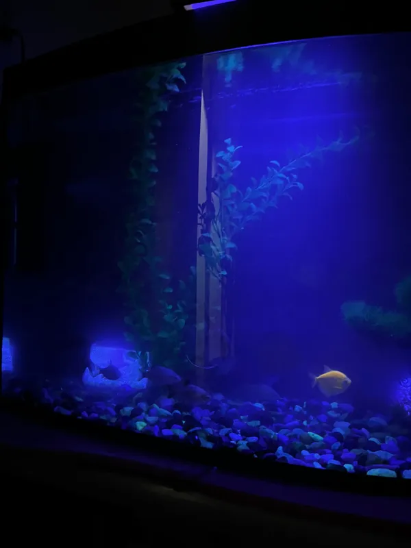 Akvarium + 8 ta baliqlar bonus! 3