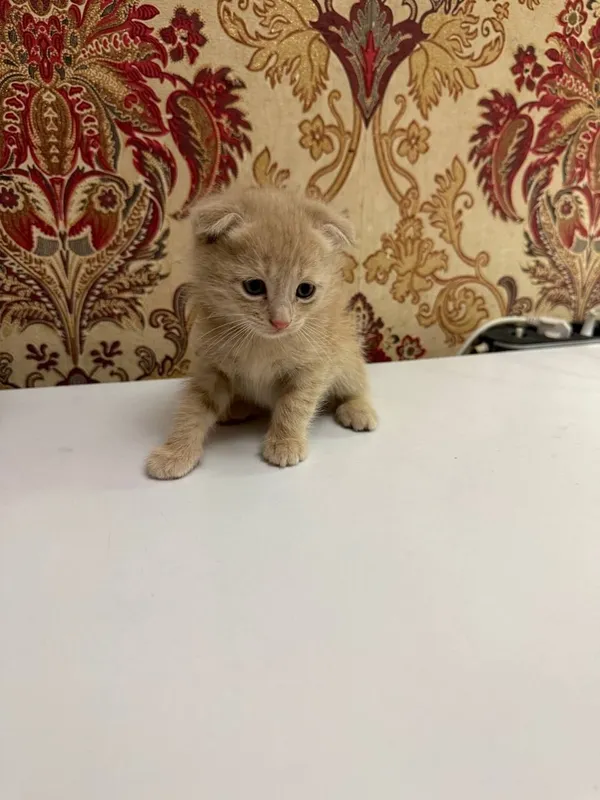 Продаю котят  за 20.000 — фото 1