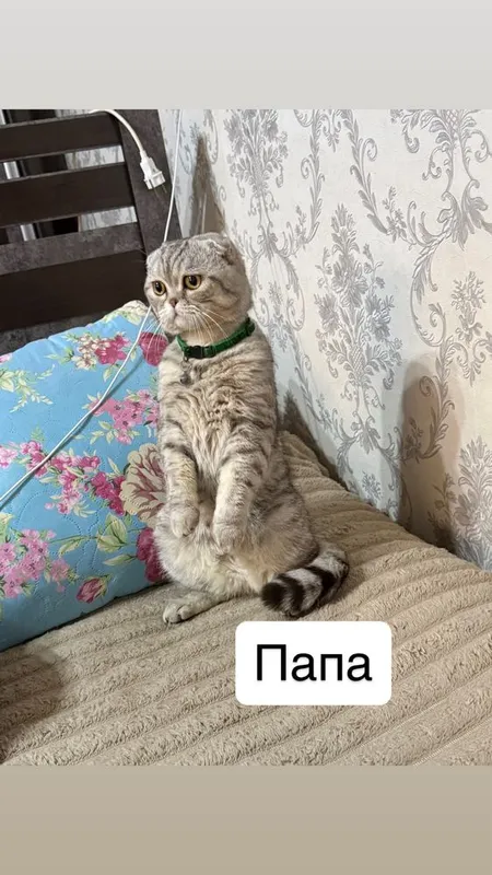 Продаётся котята — фото 7