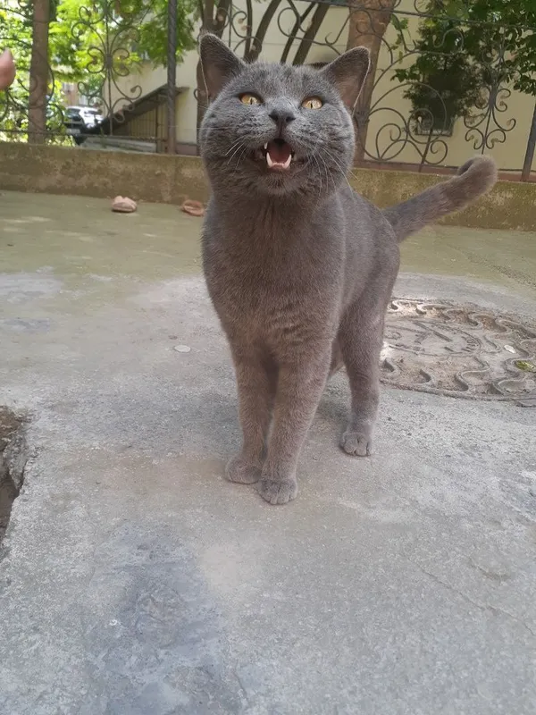 Mushuk, kulurang
