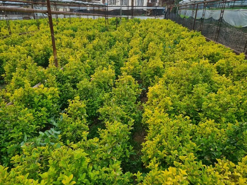Шамшод кустарник — фото 1 Шамшод кустарник — фото 1