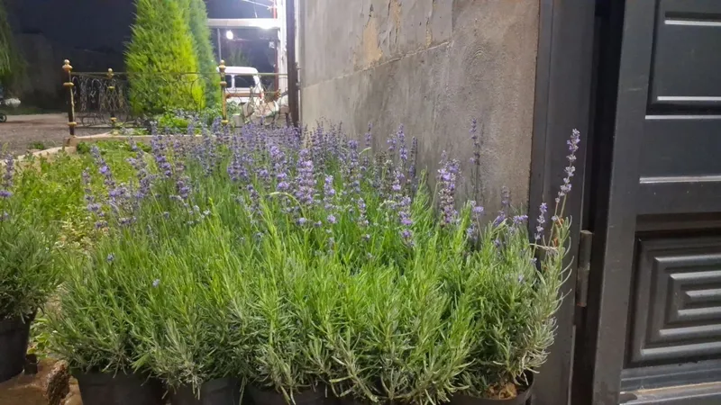 Lavanda guli sotuvda 2 Lavanda guli sotuvda 2