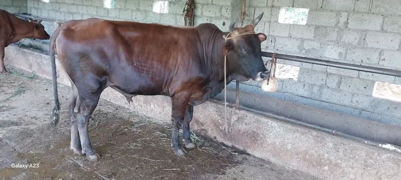 Buqa va gʻunojin sotiladi 25mlndan 8.5 oylik bugʻoz jondor tumanida 93 1