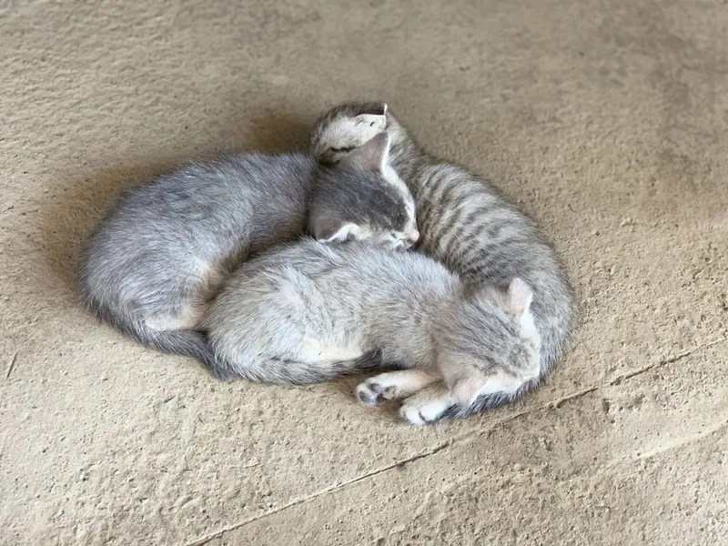nomini torsi blmima 3 nomini torsi blmima 3