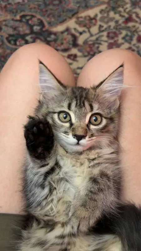 Котенок девочка В хорошие руки 3 месяца 4 Котенок девочка В хорошие руки 3 месяца 4