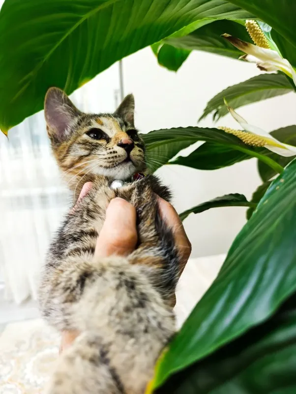 Mushukla yaxshi qoʻllarga beriladi