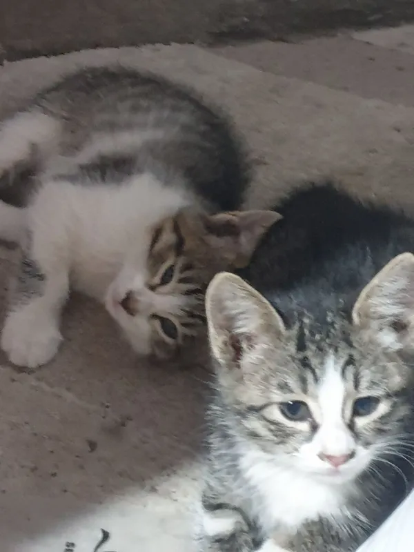 Отдам в добрые руки котят 1 Отдам в добрые руки котят 1